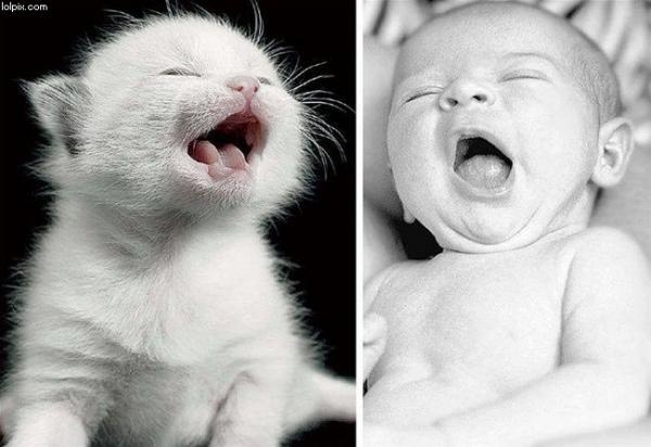 [baby-animals-are-very-similar.jpg]