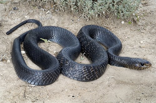 [black+snake.jpg]