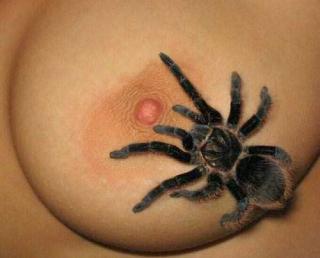 [spider-on-breast-1.jpg]