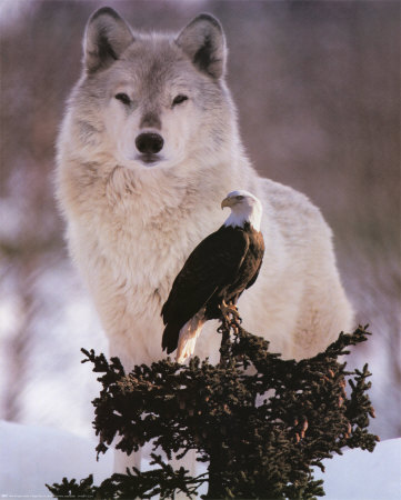 [2051~Wolf-and-Eagle-Posters.jpg]