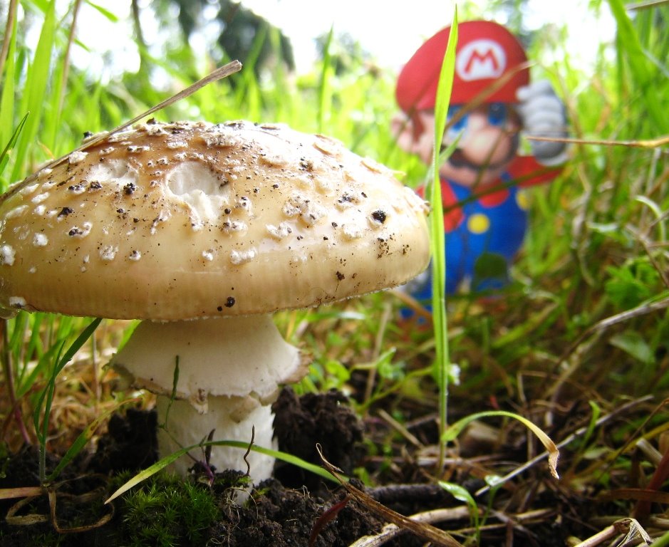 [Mario_mushroom.jpg]
