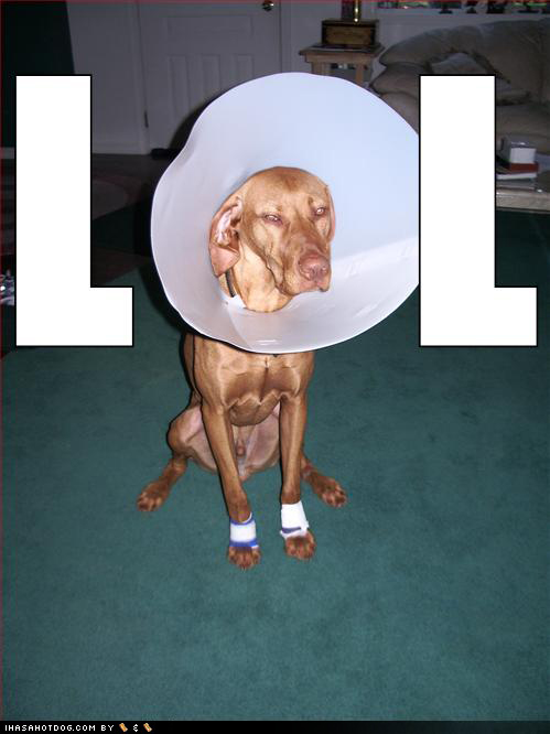 [funny-dog-pictures-cone-lol.jpg]