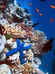 [Great+Barier+Reef-180px-Blue_Linckia_Starfish.jpg]