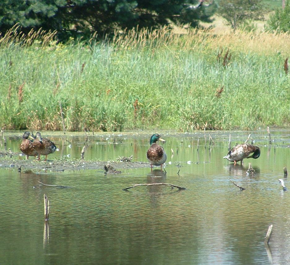 [Ducks+on+Lake.JPG]