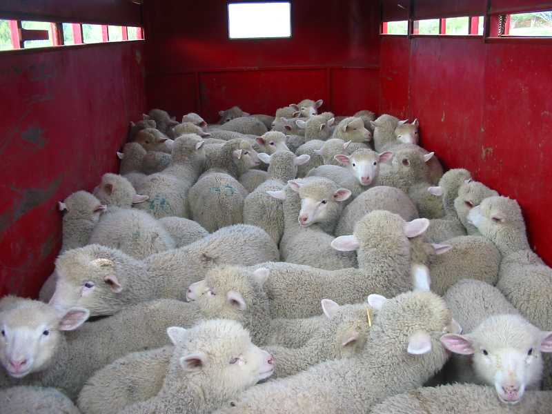[lambs+in+trailer.JPG]