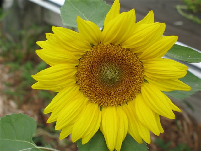 [e-sunflower1.jpg]