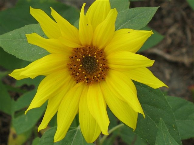 [e-sunflower2.jpg]