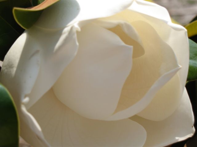 [e-magnolia2.jpg]