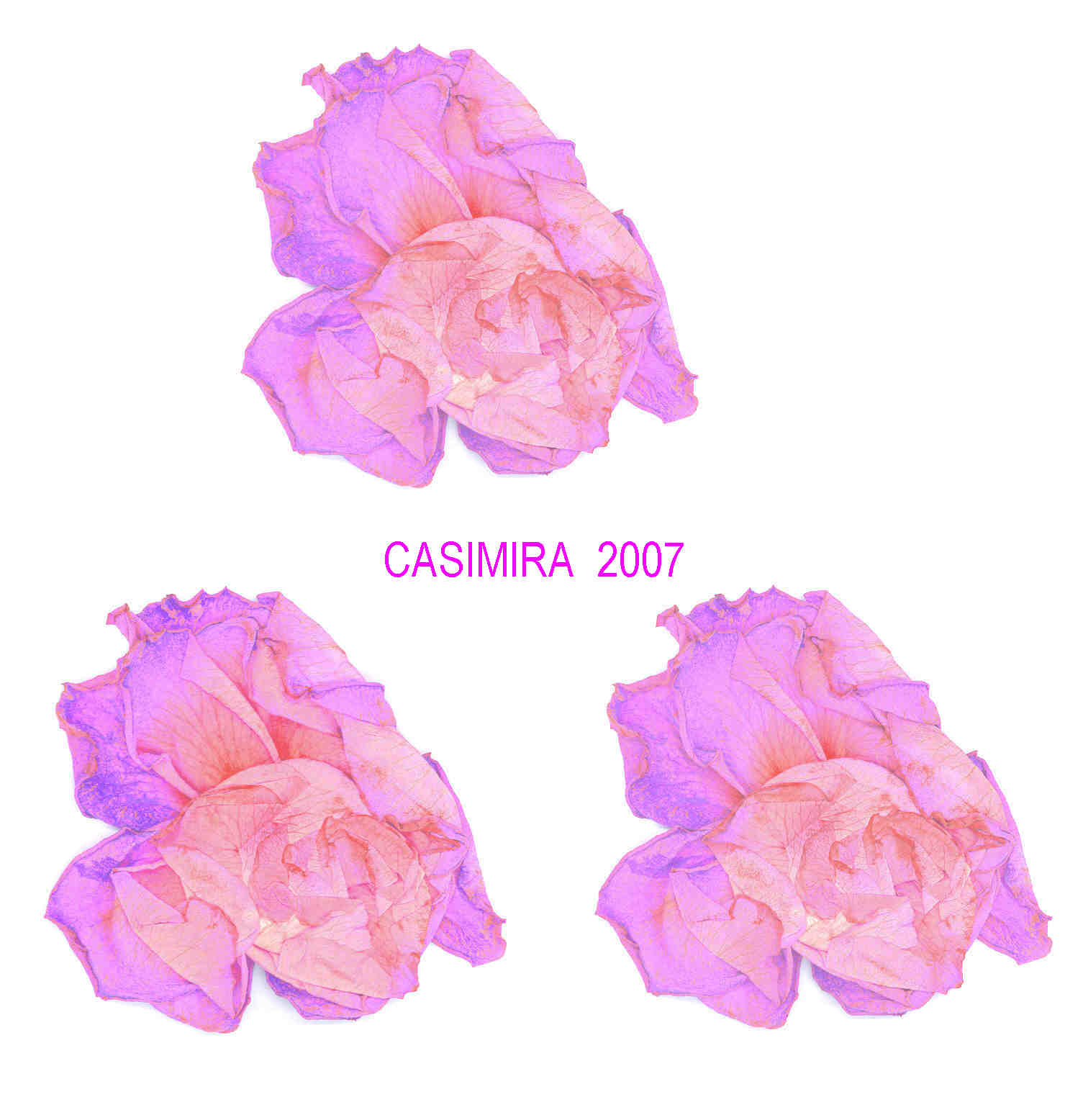 [CASIMIRA+3+roses.jpg]