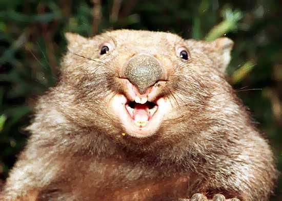 [wombat.jpg]