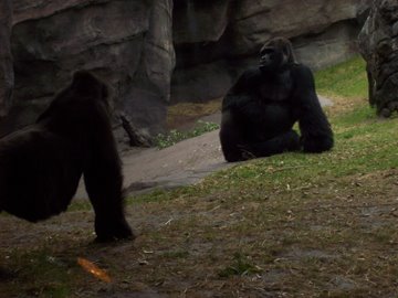 [gorillas.jpg]