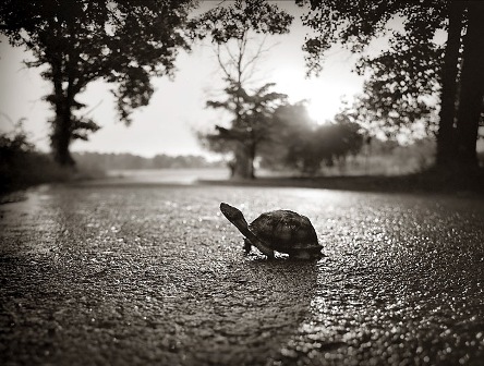 [turtle.jpg]