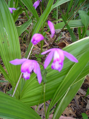 [chinese+ground+orchid.jpg]