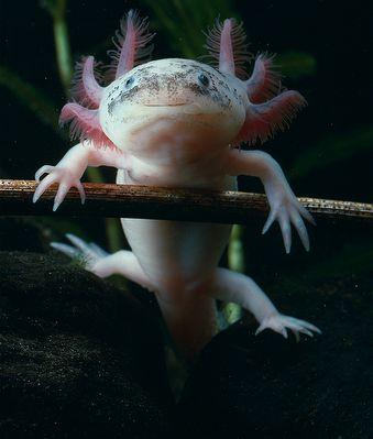 [axolotl.JPG]