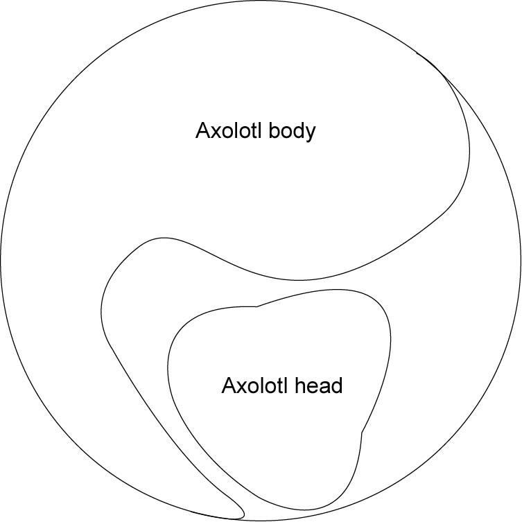 [axolotl+template.JPG]