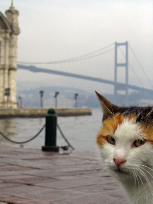 [istanbul_memory_of_a_cat_by_deepestwonder.jpg]