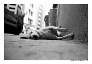 [homeless_dog_by_cweeks.jpg]