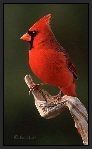 [Northern-Cardinal-male-R.jpg]