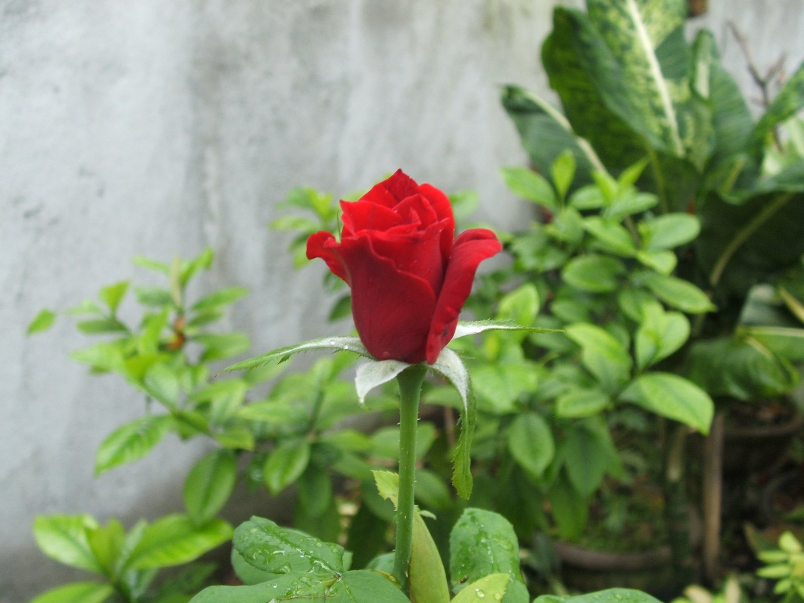 [mawar+abang.JPG]