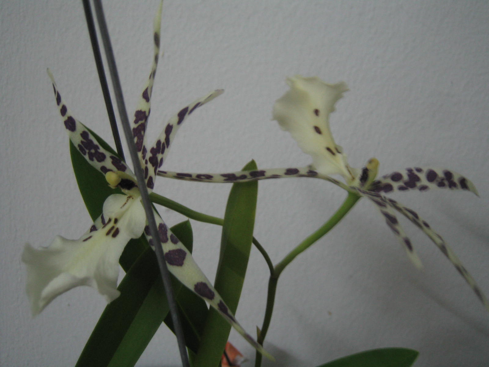 [Orchid+7.JPG]
