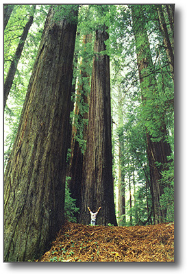 [redwood.jpg]