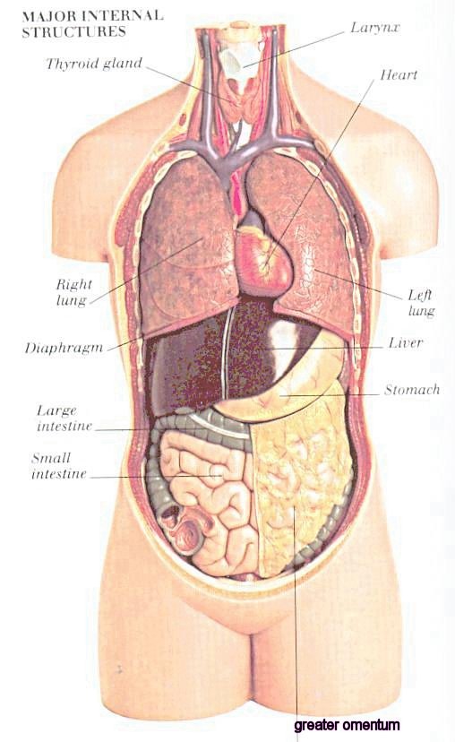 [I10-13-anatomy.jpg]