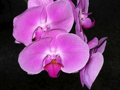 [flores-orquideas_1061_1.jpg]
