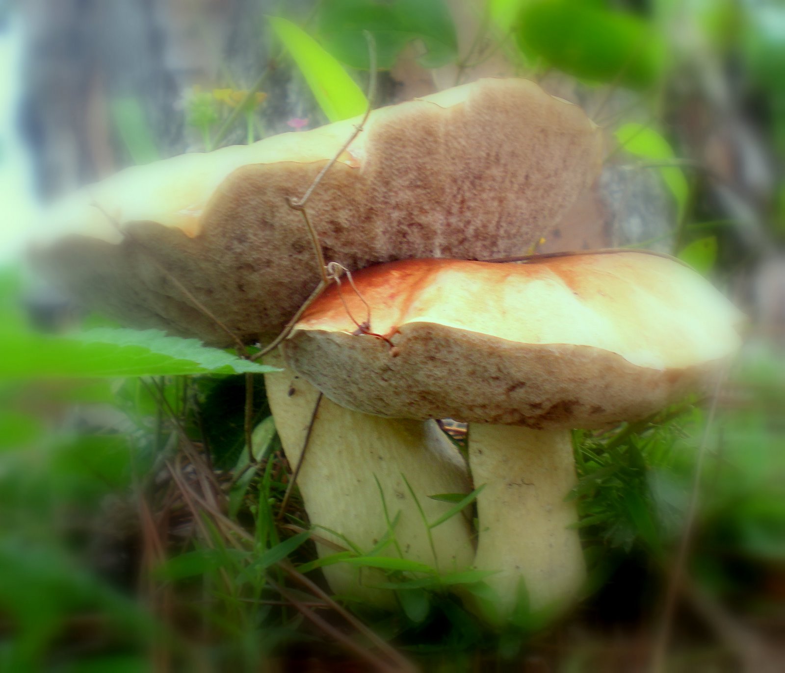 [mushroom3.jpg]