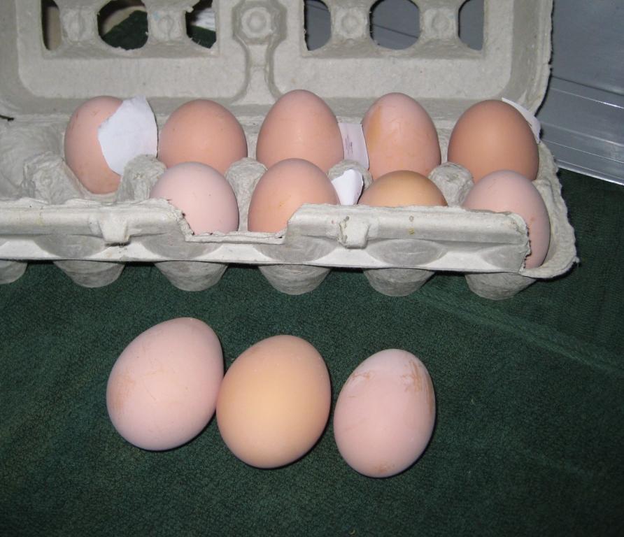 [cold+eggs.JPG]