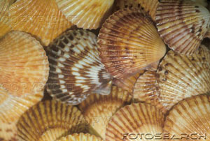 [close-up-seashells-~-73071611.jpg]