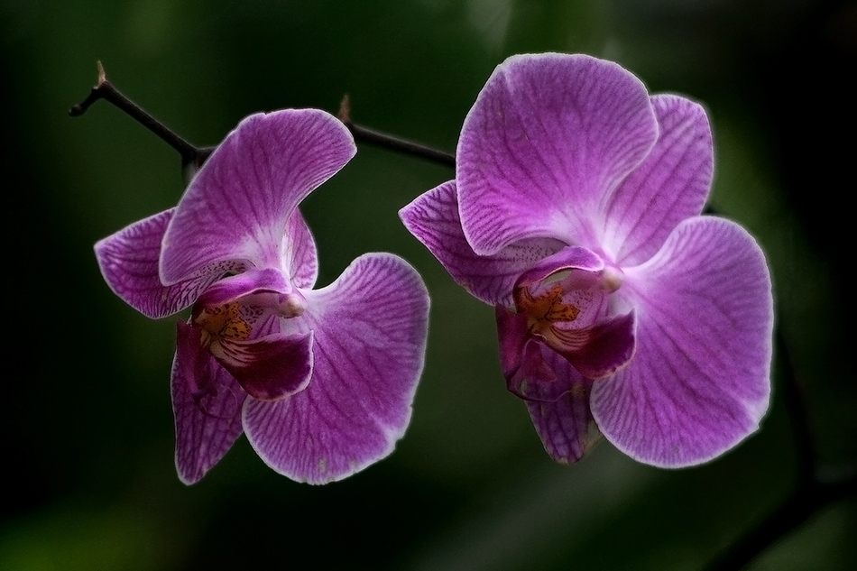 [LI-orchids-040a.jpg]