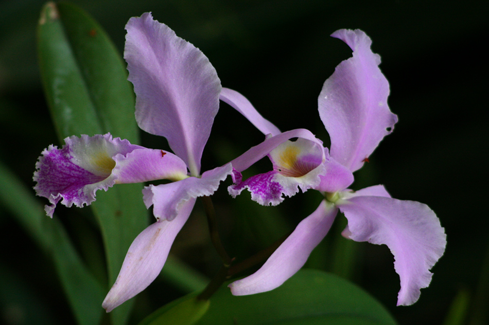 [LI-orchids-0274a.jpg]
