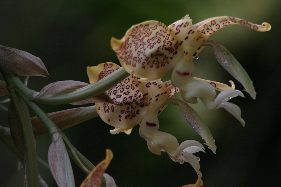 [LI-orchids-0135a.jpg]