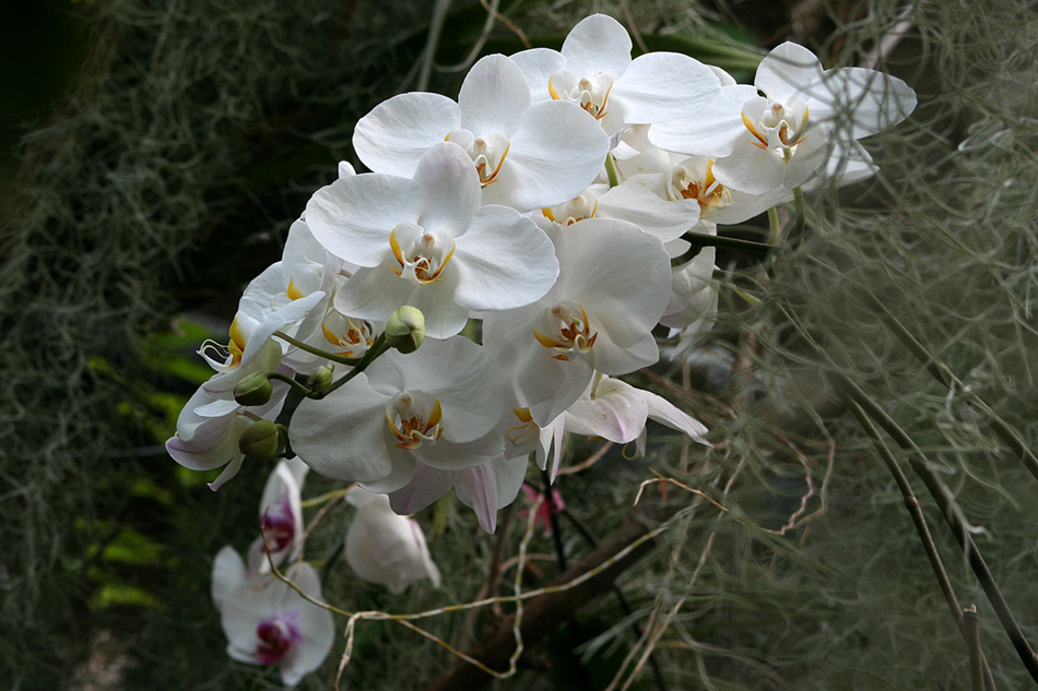 [LI-orchids-0316a.jpg]