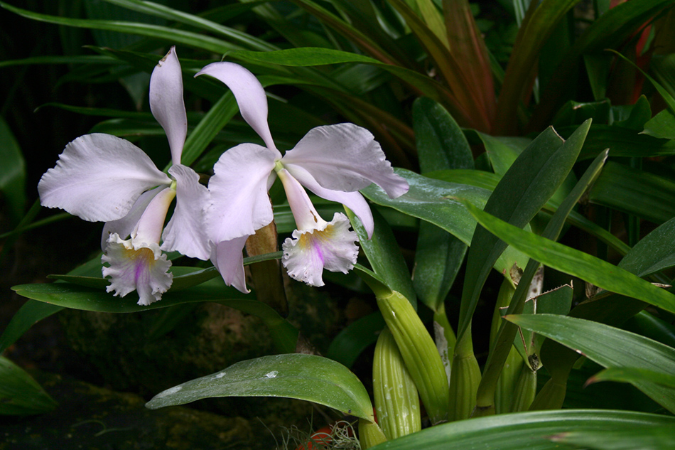 [LI-orchids-0335a.jpg]