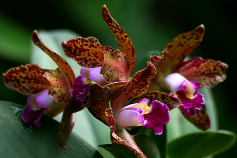 [LI-orchids-0341a.jpg]