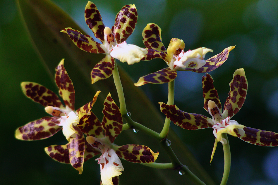 [LI-orchids-0369a.jpg]
