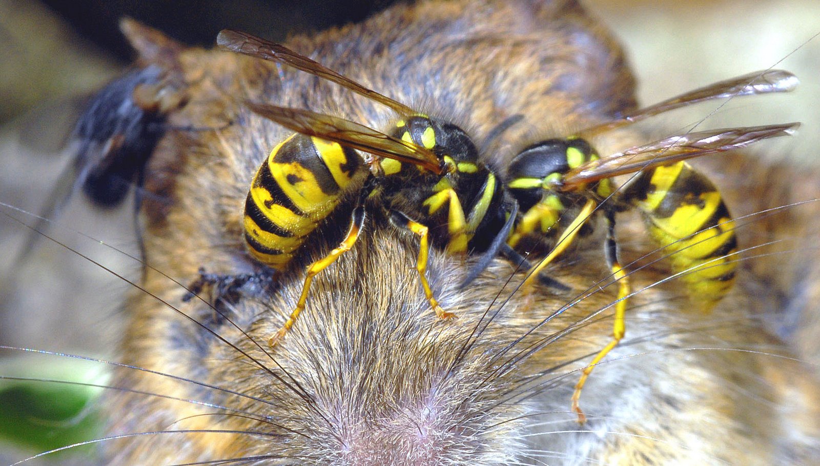 [Wasps+getting+protein+dead+mouse.jpg]