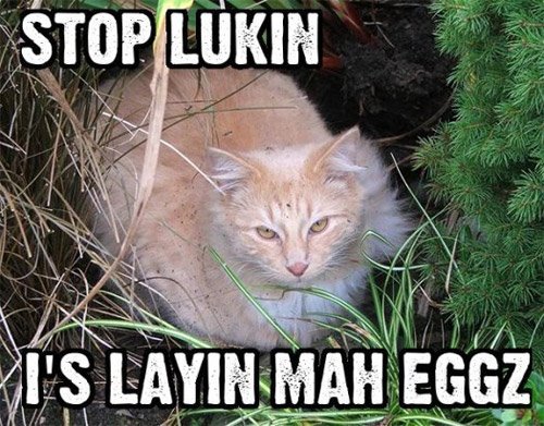 [stop-lukin-is-layin-mah-eggz.jpg]