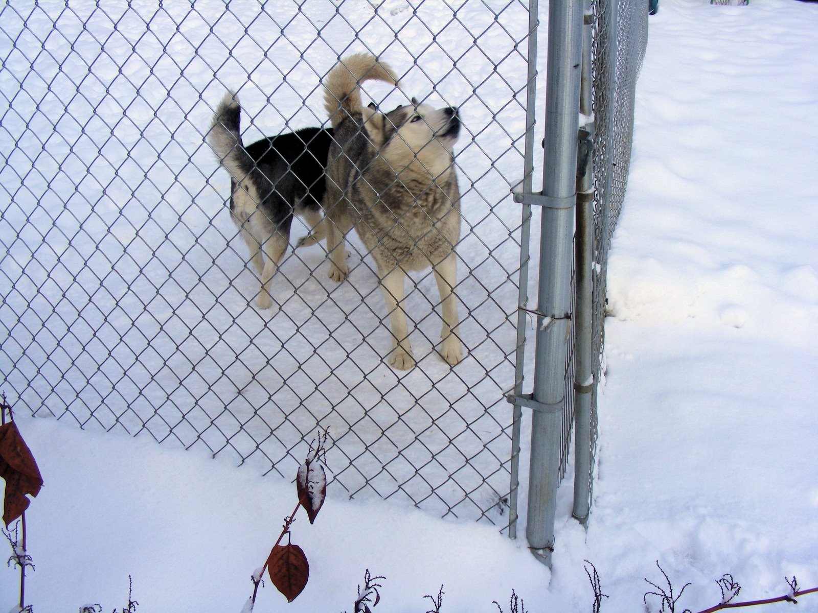 [Snow+dogs!+002.JPG]
