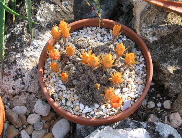cactus dish garden