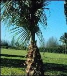 over pruned sabal palmetto palm
