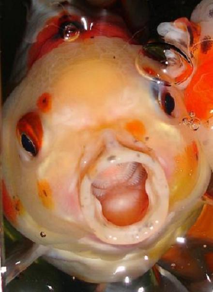 [Goldfish+Teeth.jpg]