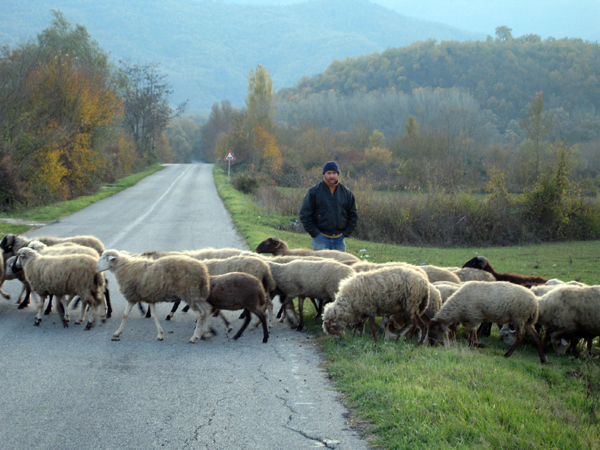 [sheep-crossing.jpg]