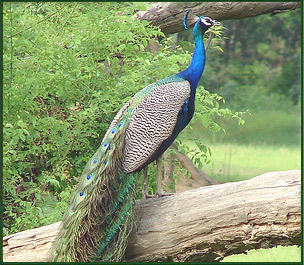 [indian-peacock.jpg]