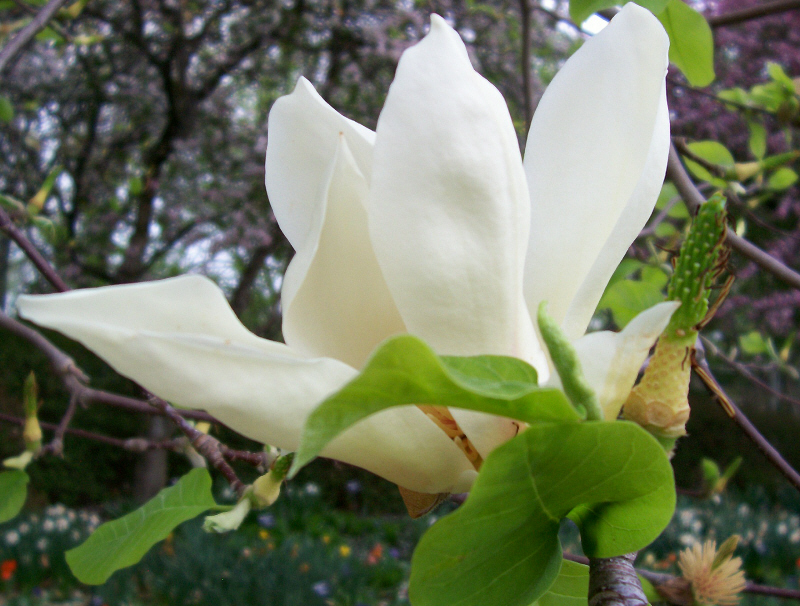 [white+magnolia.jpg]