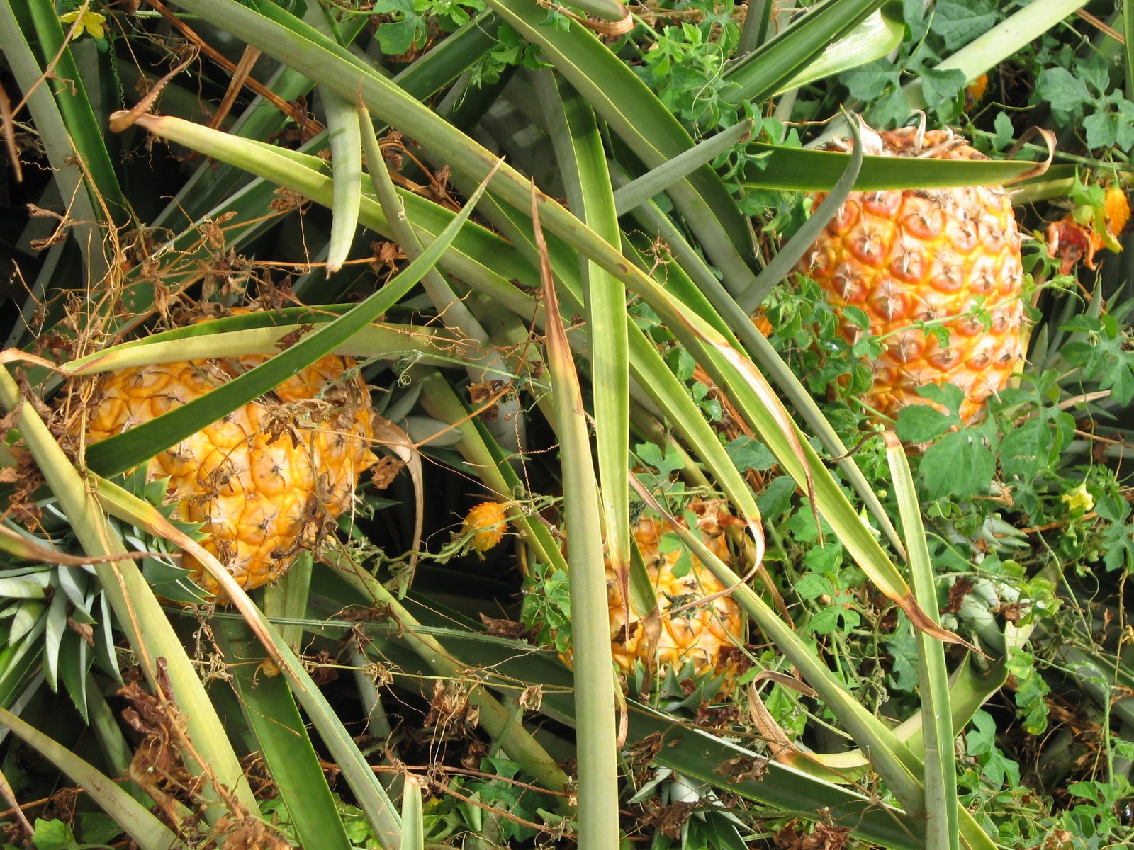 'Ono ripe pineapples in the field