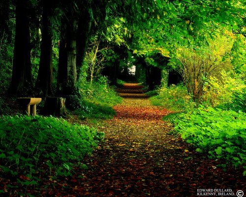 Ireland Forest