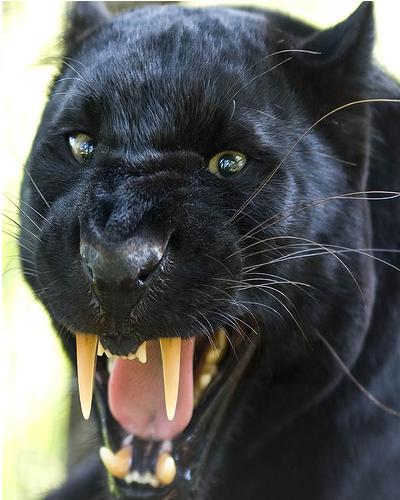 [Black+Panther_Serious.JPG]