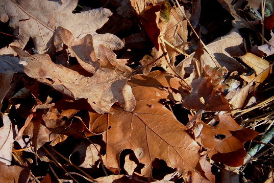 [Oak+Leaves.jpg]